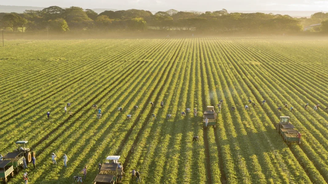 Fresh Del Monte: Expanding the story of a global food leader