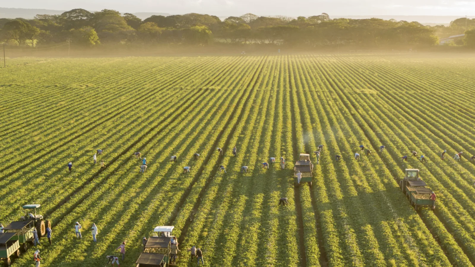 Fresh Del Monte: Expanding the story of a global food leader