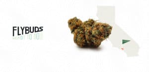 Flybuds | 500 Designs