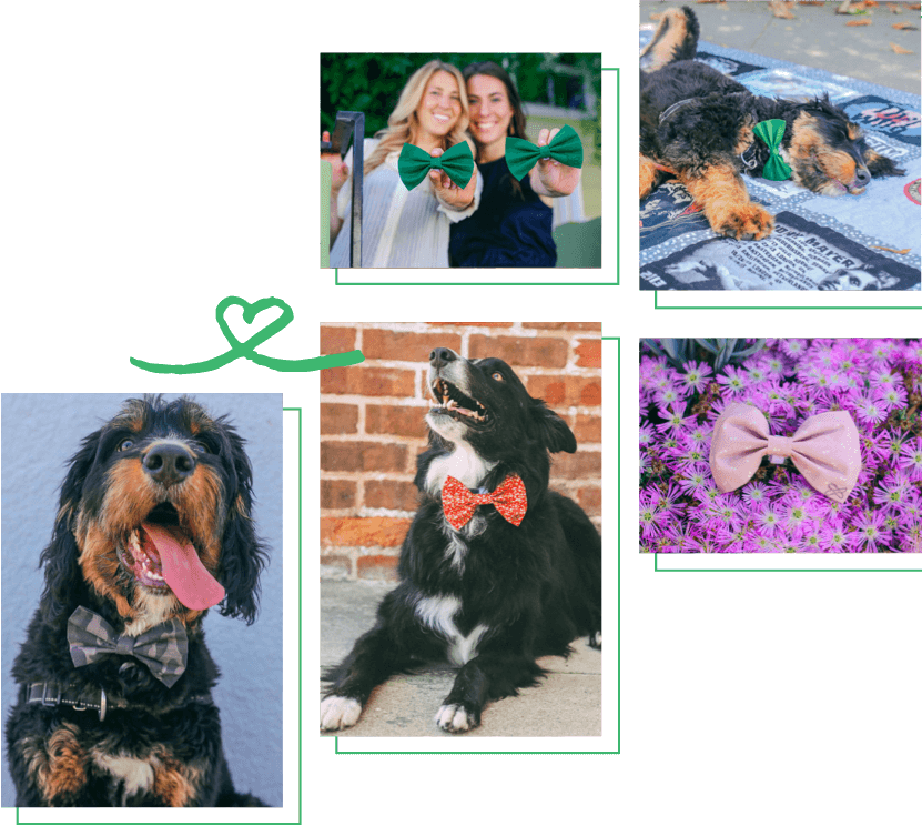 collage of dog wearing bow collar